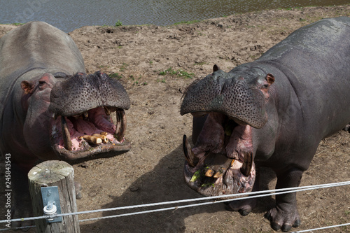 Two Hungry Hippos © tamifreed