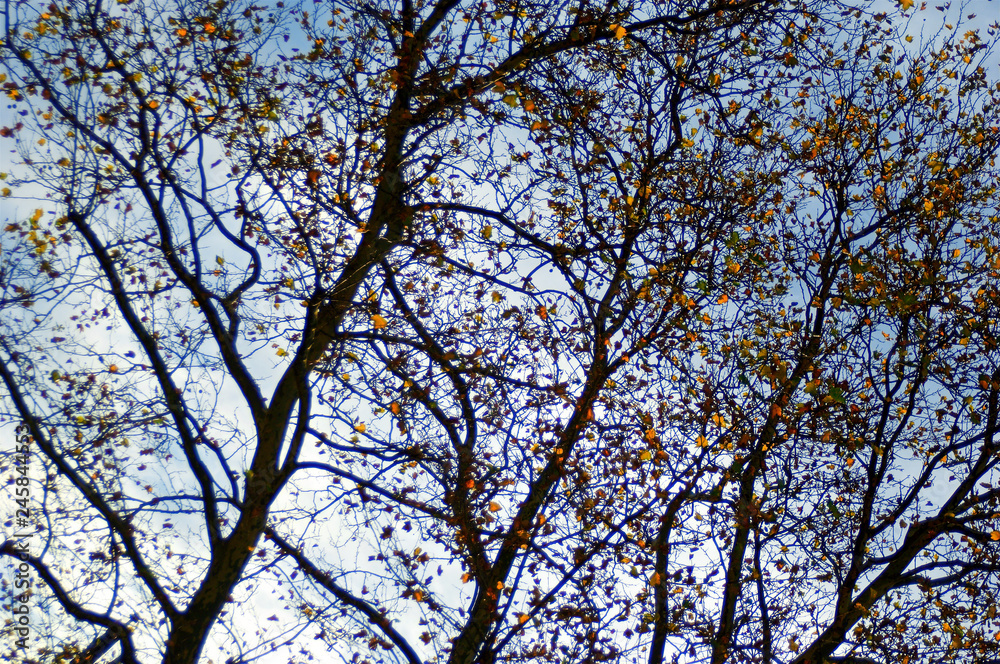 Golden autumn leaves still clinging to the tangled silhouette of tree branches set against blue and white bright sky. Golden autumn leaves still clinging to the tangled silhouette of tree branches set against blue and white bright sky.
