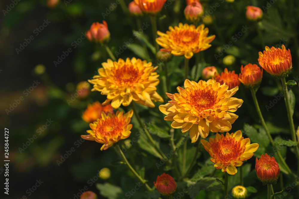 Yellow Chrysanthemum Flower with orange Center Yellow Chrysanthemum Flower with orange Center