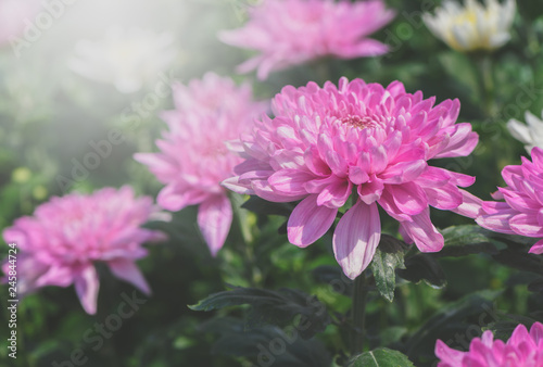 Closed up of pink Chrysanthemum Flower © kwanchaichaiudom