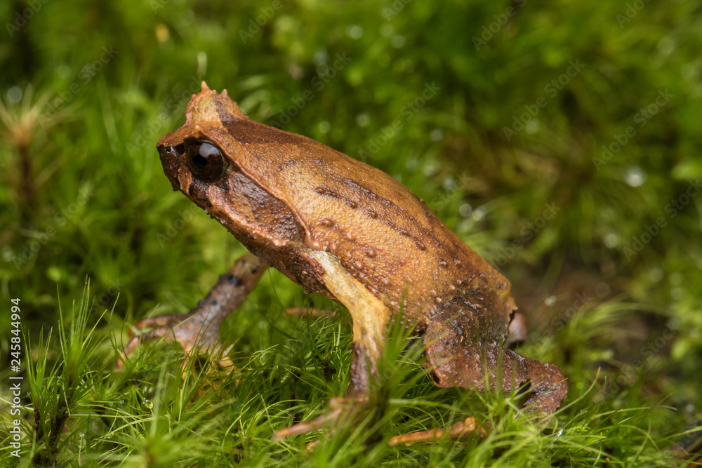 Naklejka premium close up image of a Borneo horned frog from Borneo on green leaves