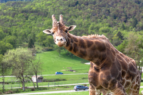 Curious Giraffe