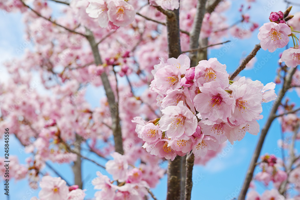 Obraz premium 枝に咲くピンクの桜の花