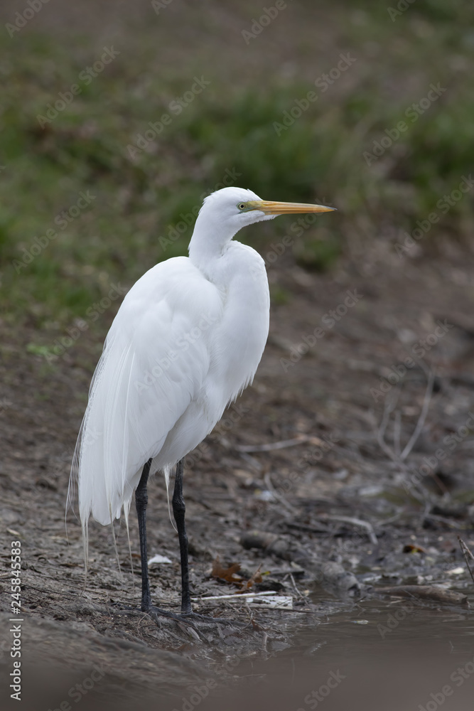 Ardea Alba Big Egret eating fish Ardea Alba Big Egret eating fish