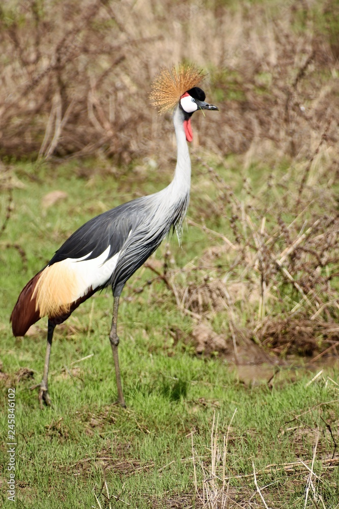 Elegante Grulla Coronada Gris