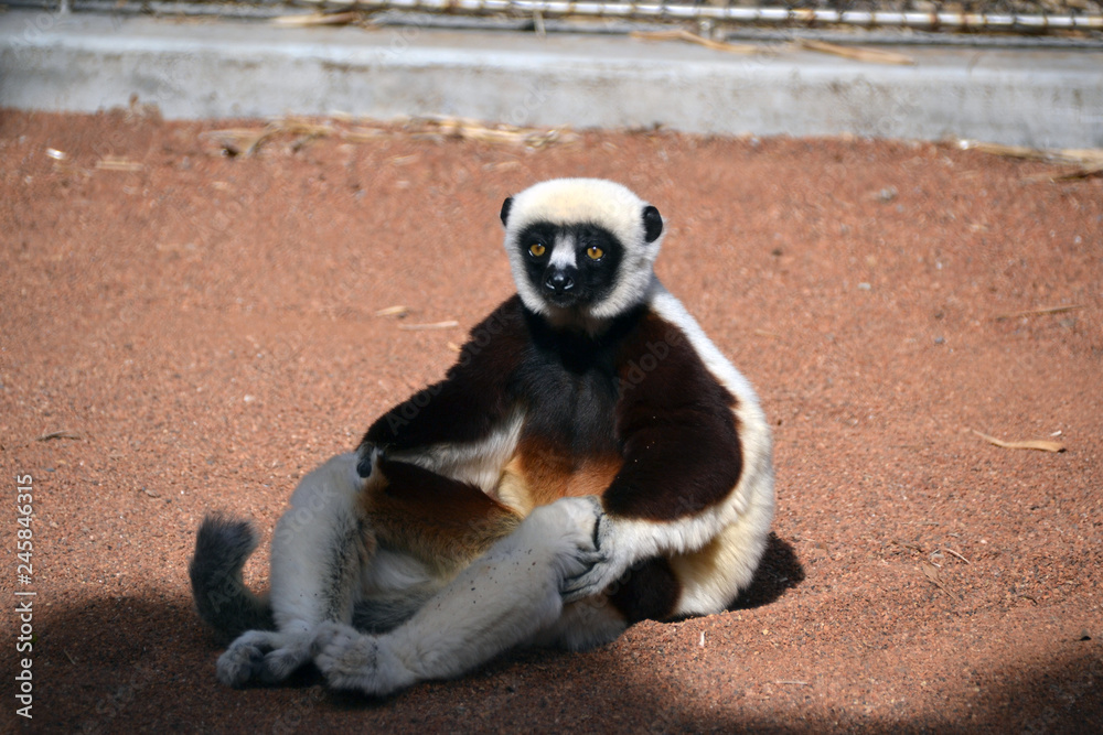 Obraz premium ring tailed lemur
