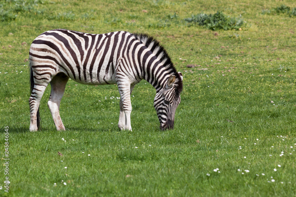Zebra Standing in Spring Grass Zebra Standing in Spring Grass