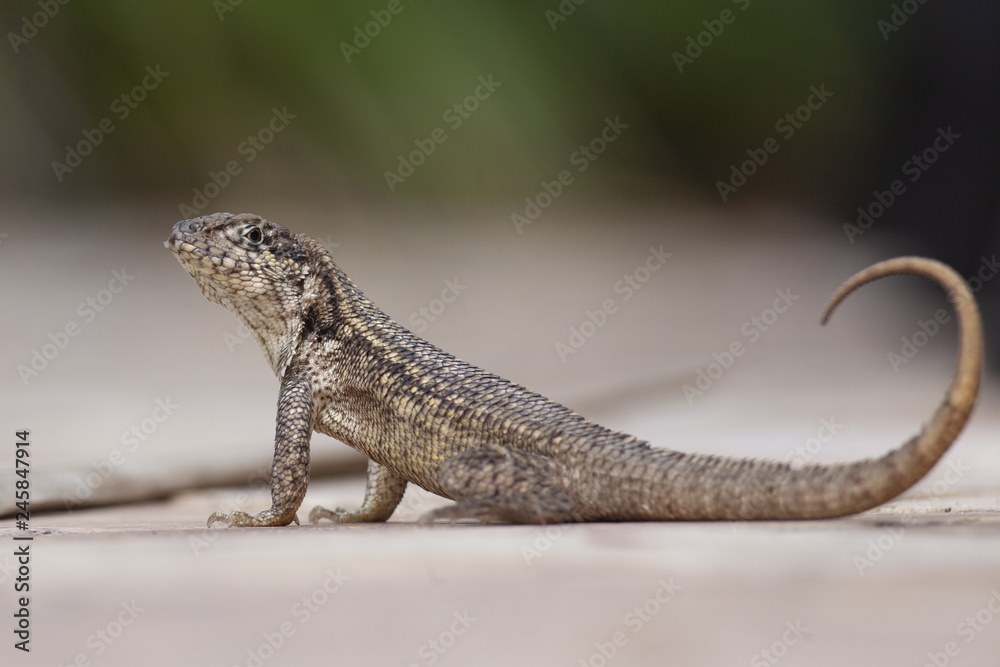Naklejka premium Curly Lizard in Miami Beach