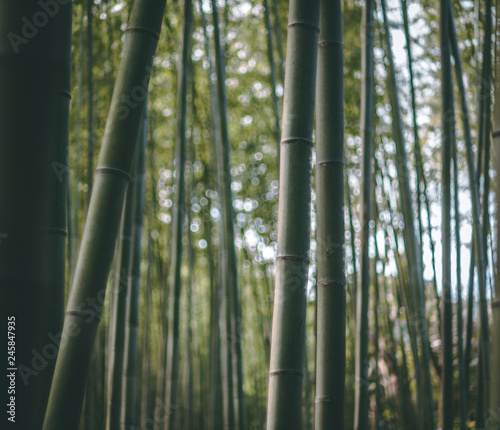 Bamboo forest, shallow depth of field