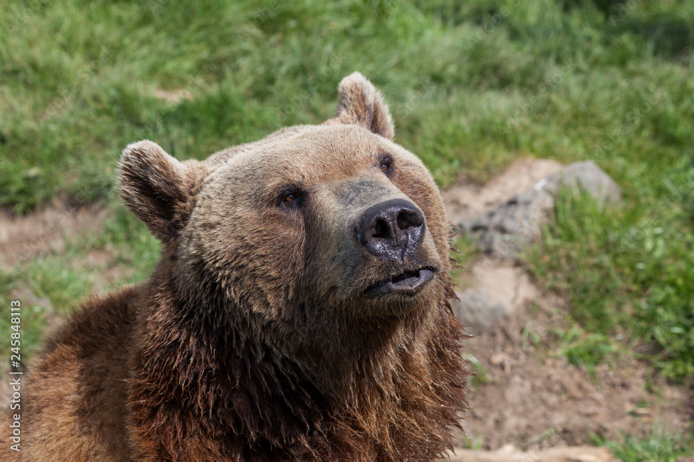 Obraz premium American Brown Bear