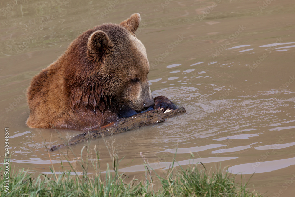 Obraz premium Brown Bear in a Pond