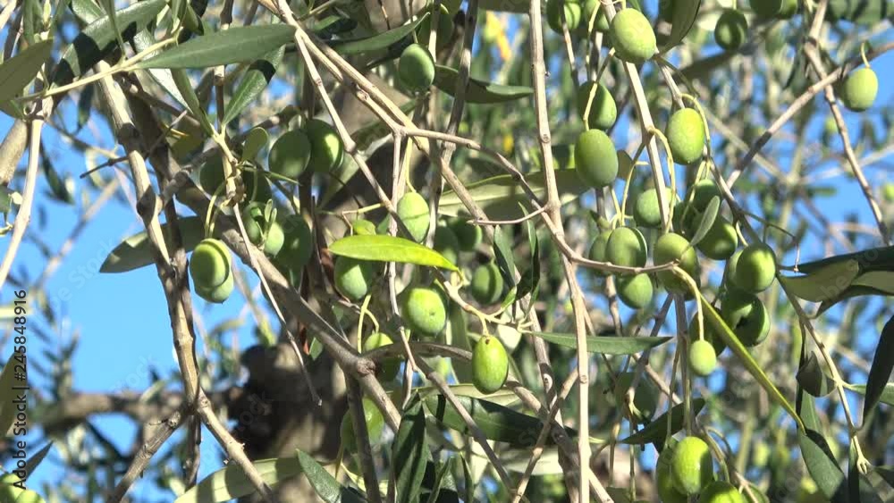 Green olives close-up on a Sunny day. Tuscany, Italy Green olives close-up on a Sunny day. Tuscany, Italy