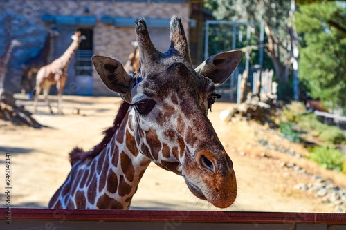 Photography Giraffe at the zoo