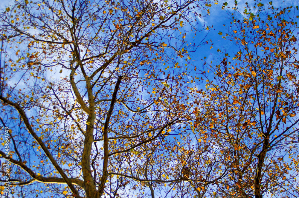 Golden autumn leaves still clinging to the tangled silhouette of tree branches set against blue and white bright sky. Golden autumn leaves still clinging to the tangled silhouette of tree branches set against blue and white bright sky.