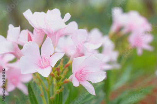 Close up Oleander Plant at Backyard