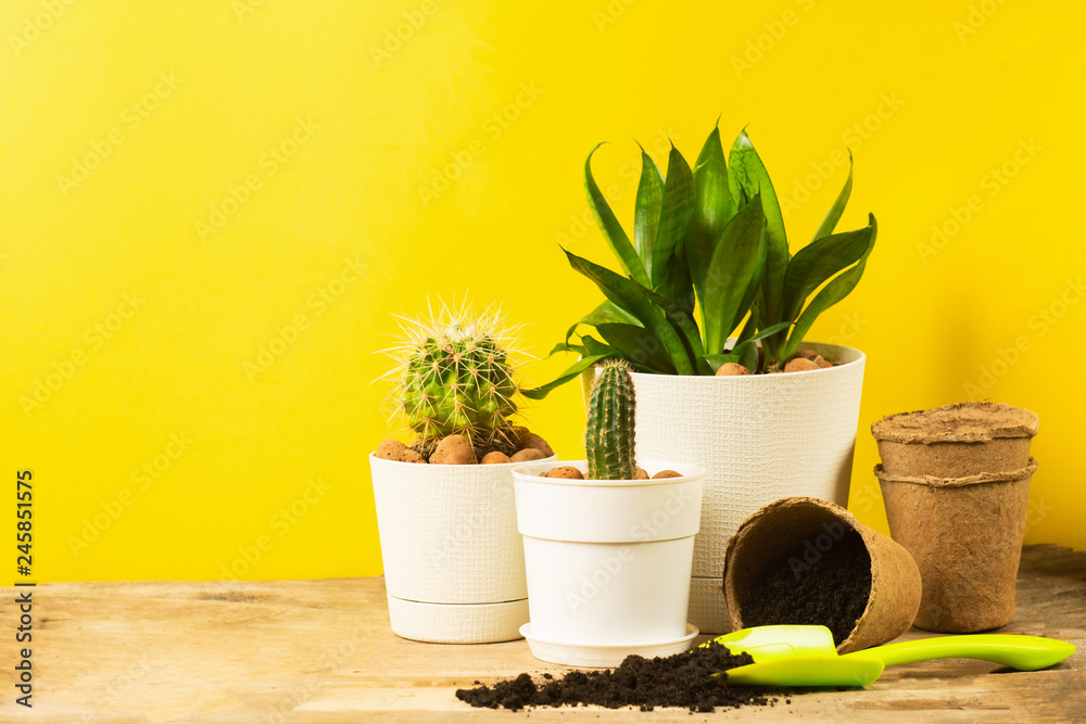 Preparing for spring to transplant plants. Pot, shovel, succulents cacti bright yellow background. Copy space. Preparing for spring to transplant plants. Pot, shovel, succulents cacti bright yellow background. Copy space.