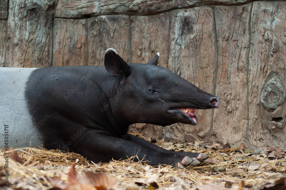 Fototapeta premium Malayan tarpir