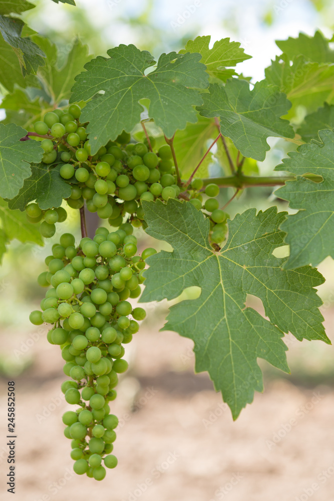 Vineyards, vine, green grapes ripen, close-up, concept Vineyards, vine, green grapes ripen, close-up, concept