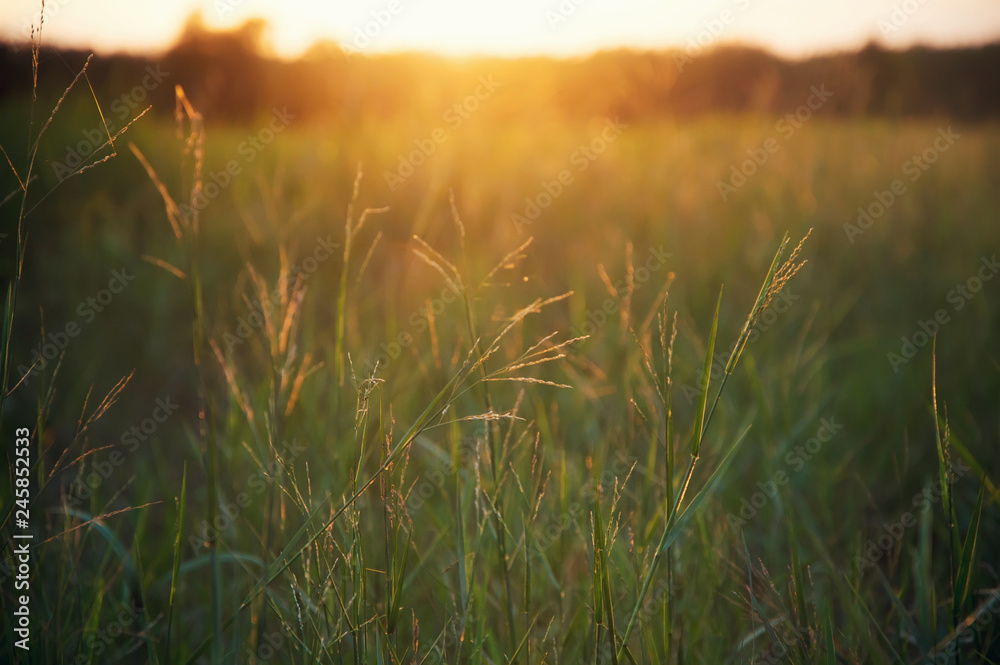 Naklejka Zielona trawa o zachodzie słońca