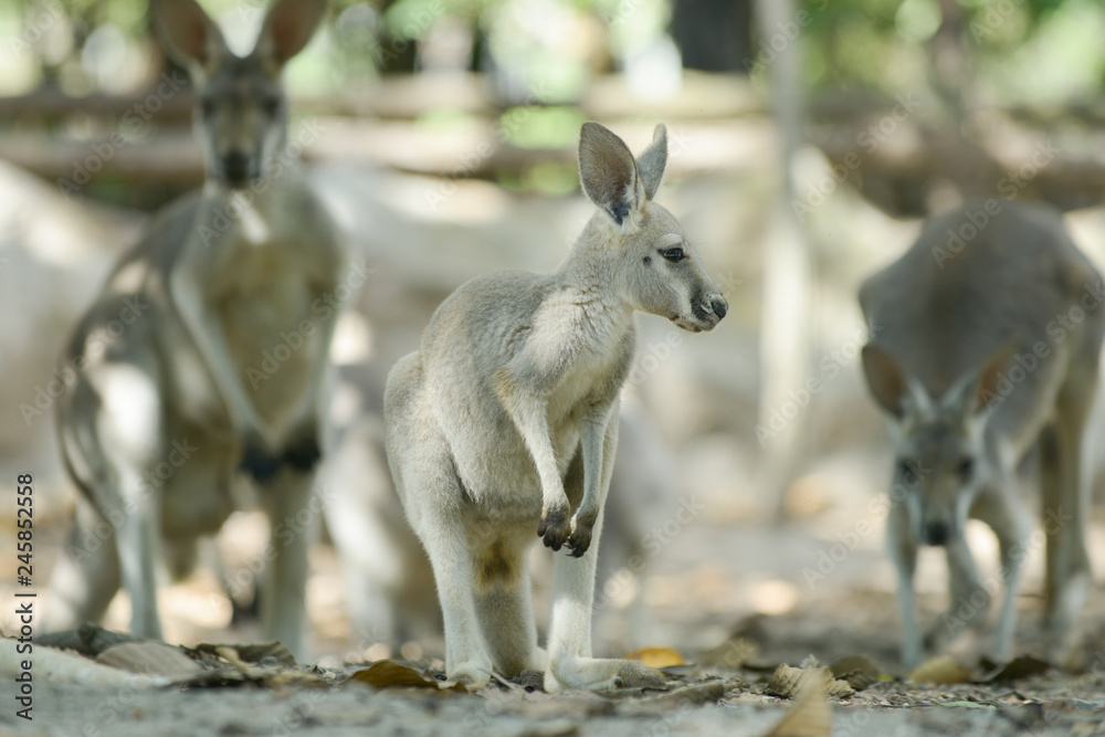 Kangaroo Kangaroo