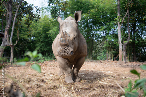 White rhino photo