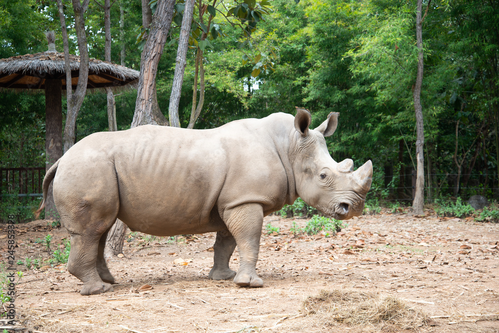 Obraz premium White rhino