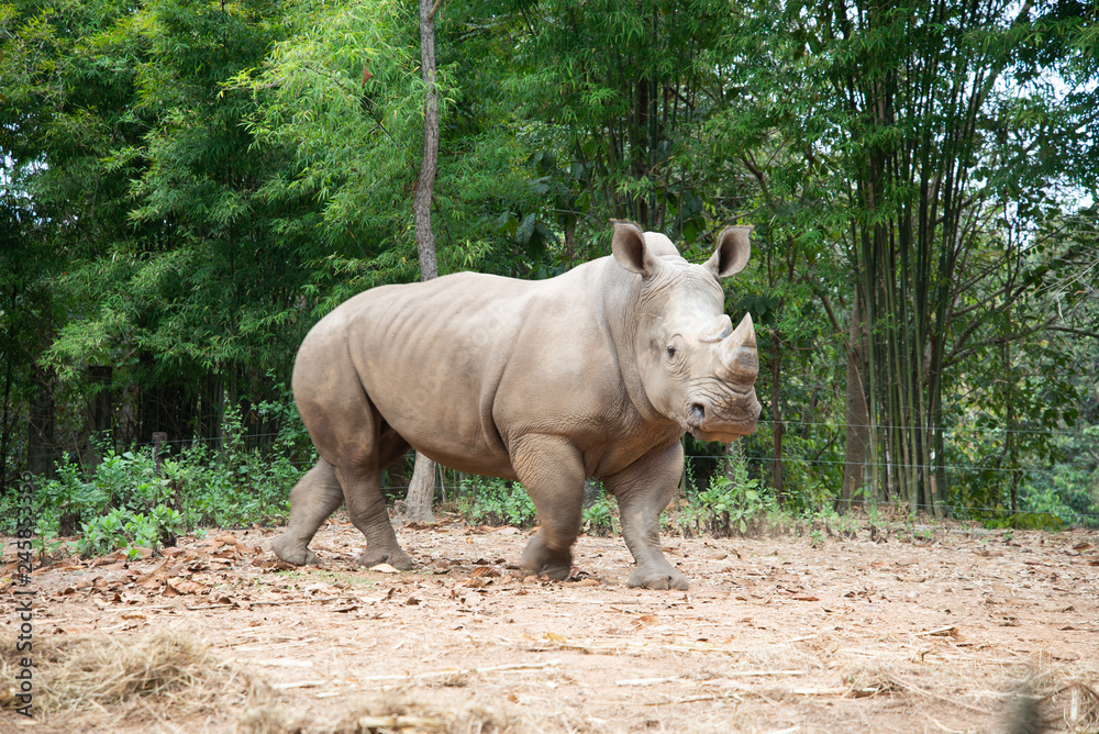 Naklejka premium White rhino