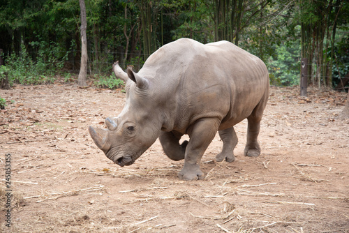 White rhino