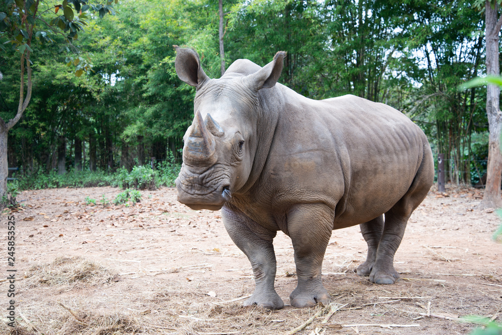 Fototapeta premium White rhino