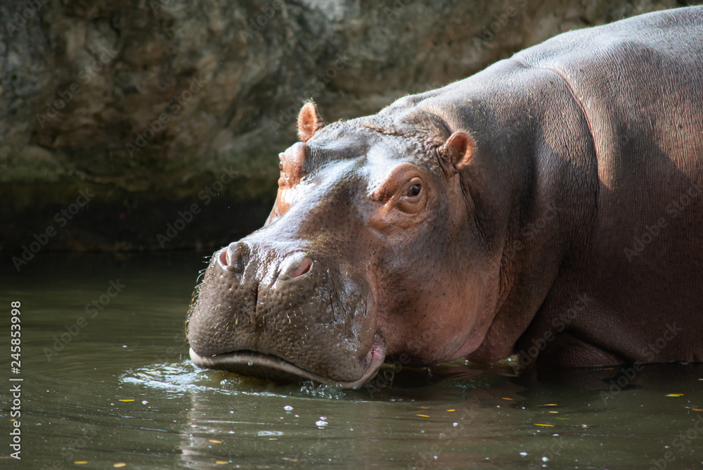 Hippopotamus