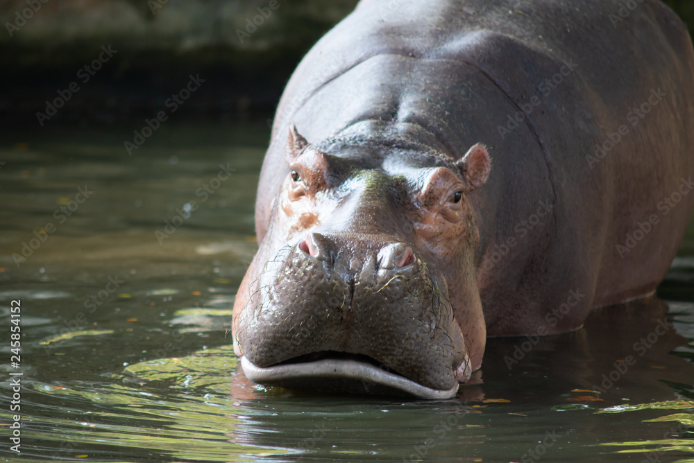 Hippopotamus