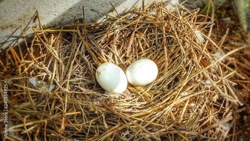 Pigeon eggs in the nest
