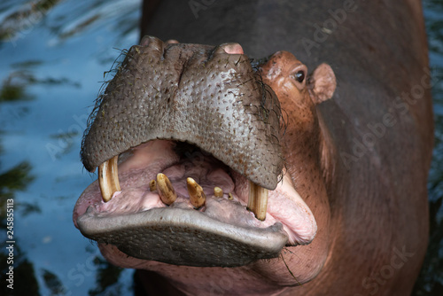 Hippopotamus © J.NATAYO
