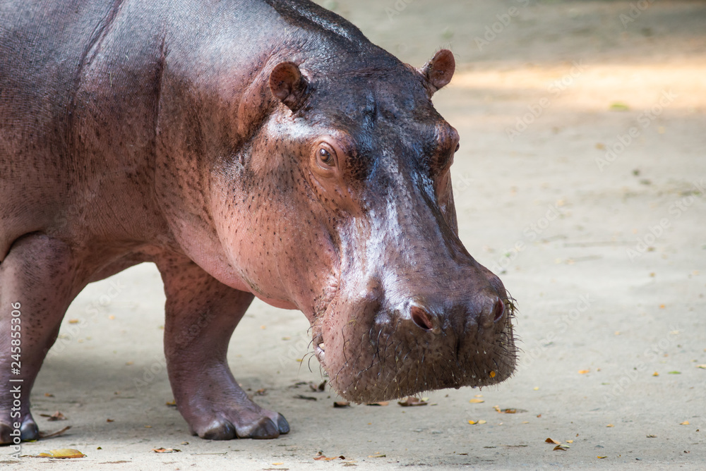 Hippopotamus Hippopotamus