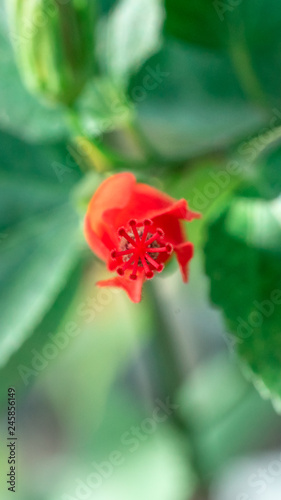 Malvaviscus is a genus of flowering plants in the mallow family, Malvaceae. Common names for species in this genus include Turk's cap mallow, wax mallow, sleeping hibiscus, and mazapan. photo