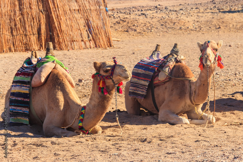 Camels with traditional bedouin saddle in Arabian desert, Egypt