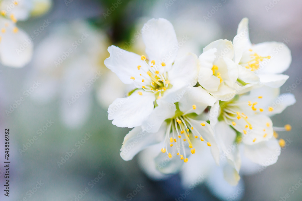 Flowers of Cherry plum or Myrobalan Prunus cerasifera blooming in the spring on the branches.