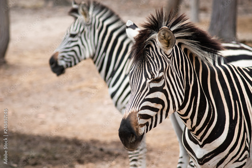 Zebra Zebra