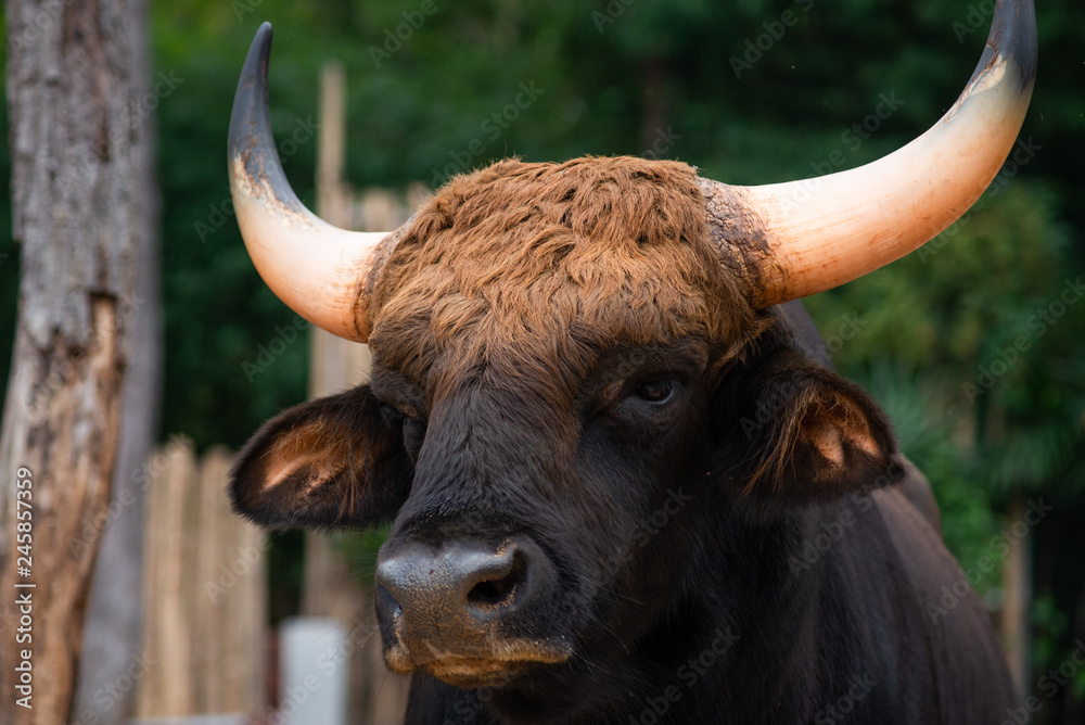 Gaur Gaur