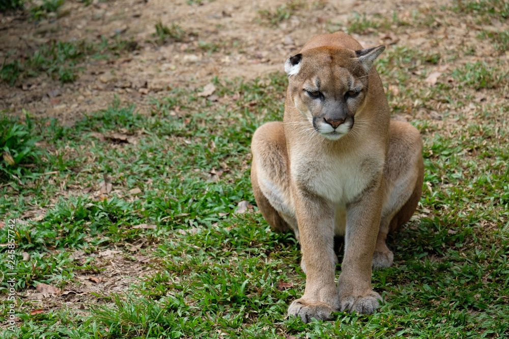 Fototapeta premium Cougar or Puma