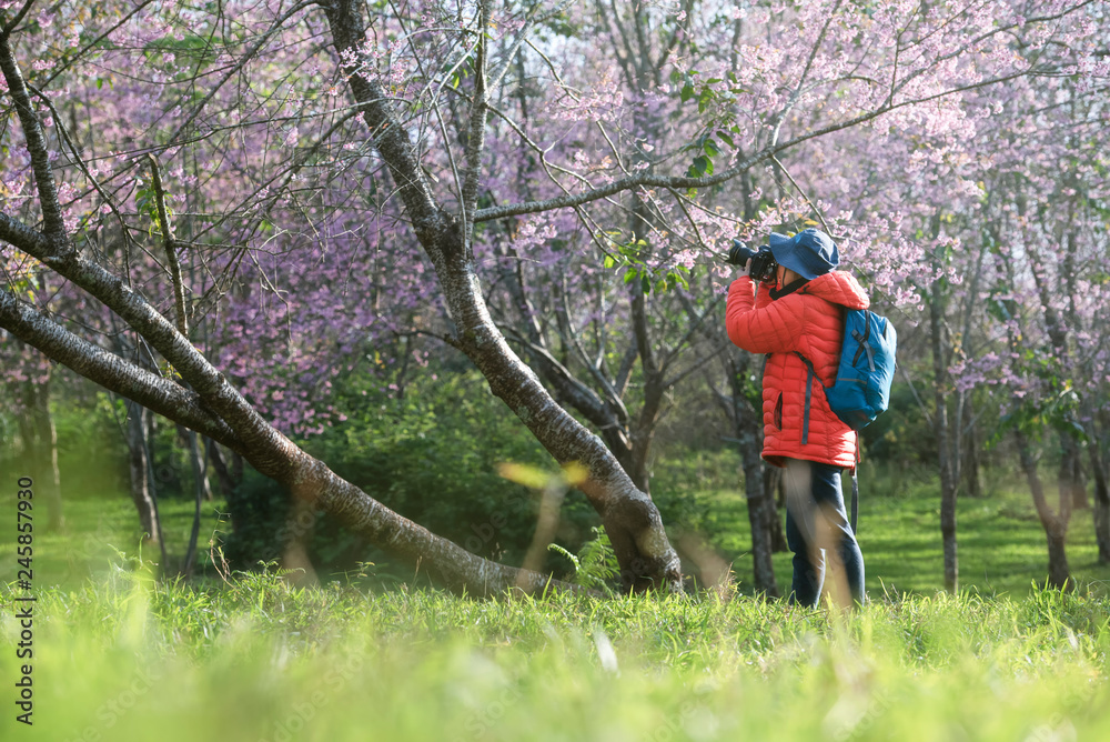 Travelers see cherry blossoms in Asian tourist attractions. Travelers see cherry blossoms in Asian tourist attractions.
