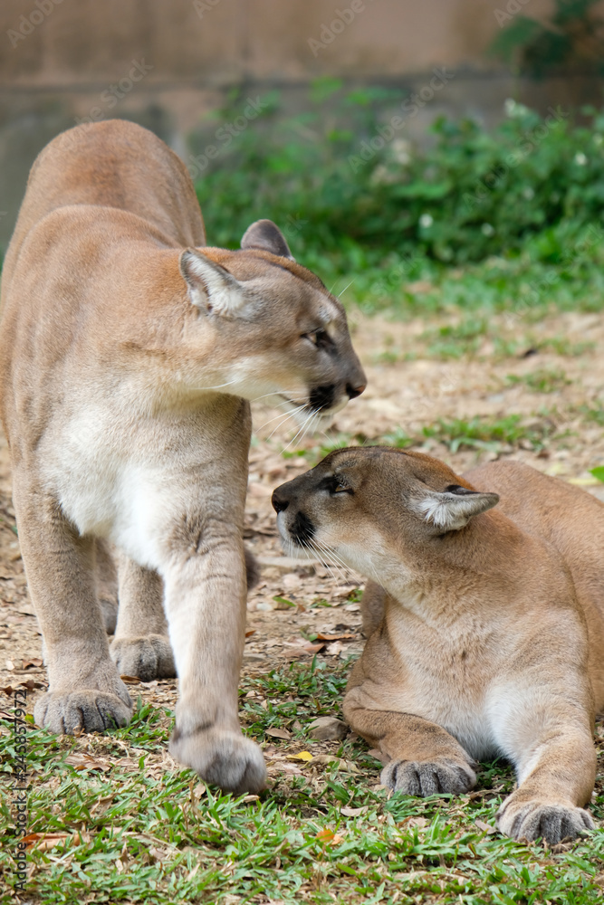 Fototapeta premium Cougar or Puma