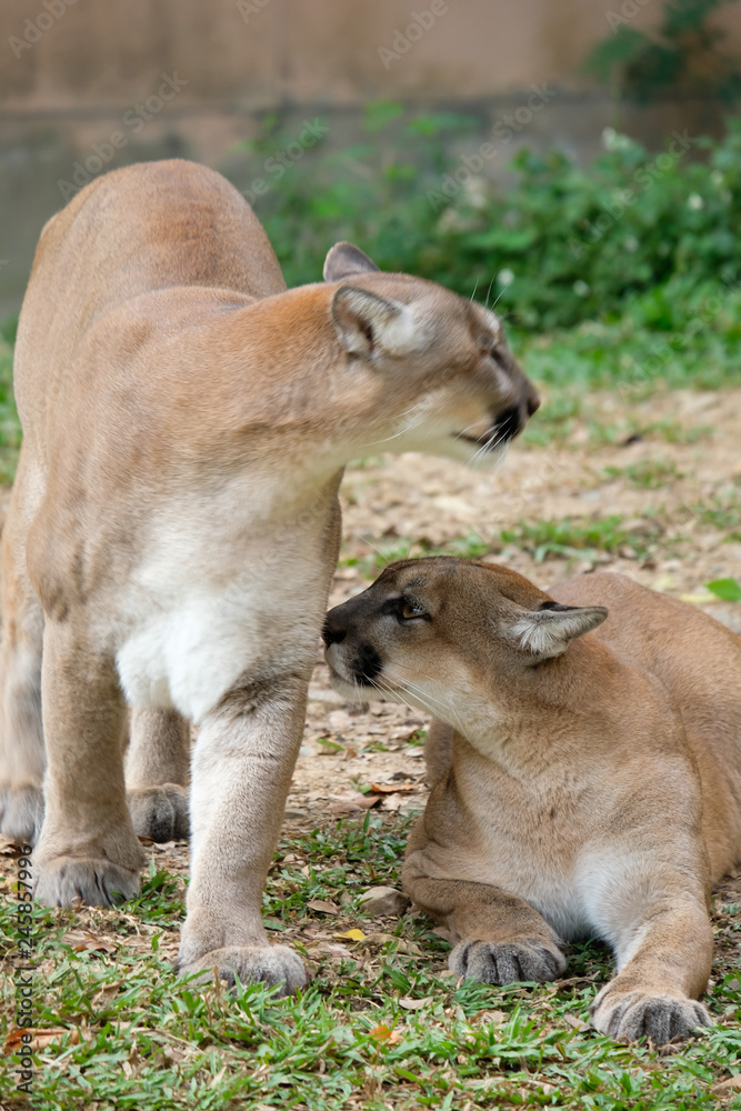 Obraz premium Cougar or Puma