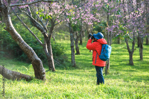 Travelers see cherry blossoms in Asian tourist attractions.