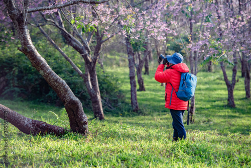 Travelers see cherry blossoms in Asian tourist attractions.