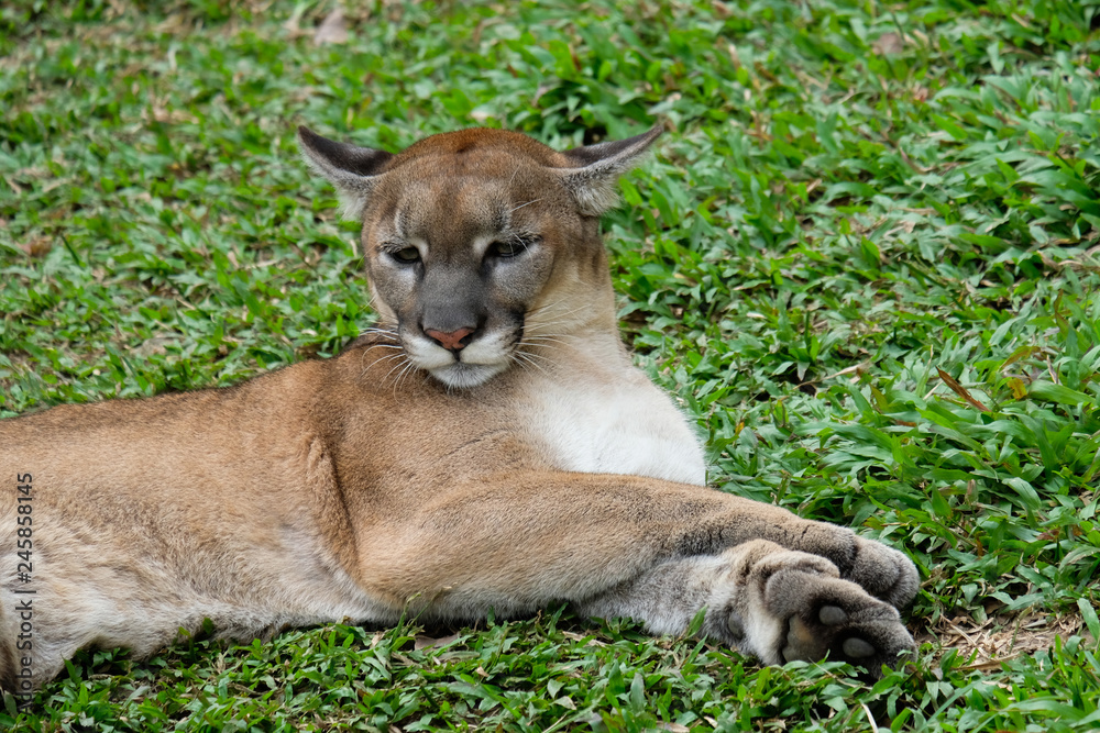 Obraz premium Cougar or Puma