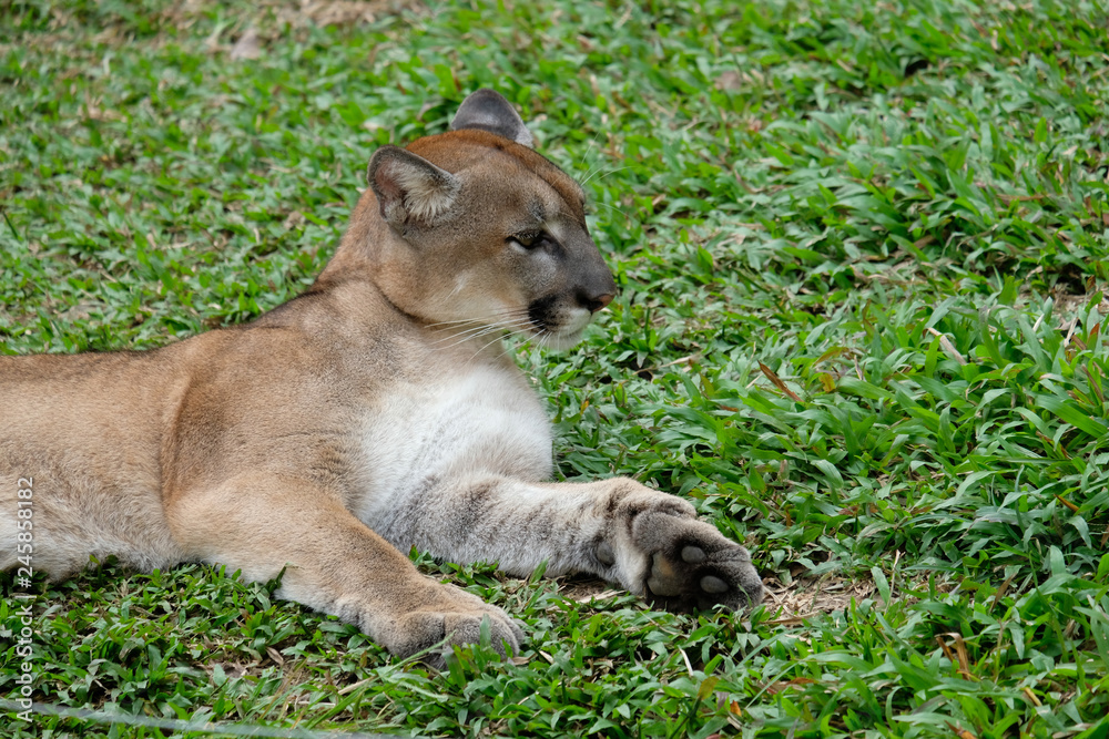 Cougar or Puma Cougar or Puma