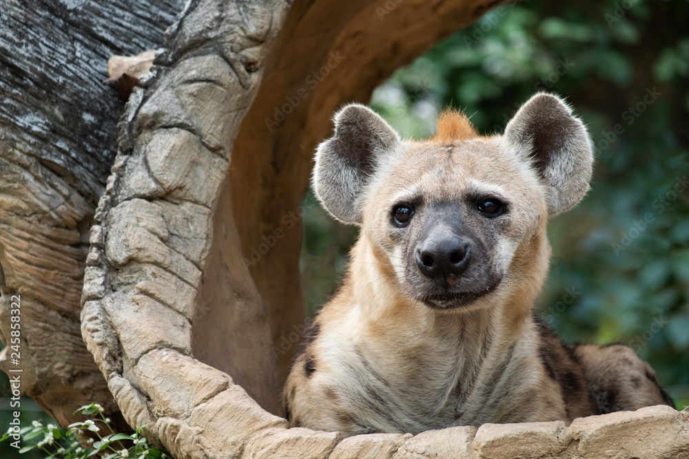 spotted hyena spotted hyena