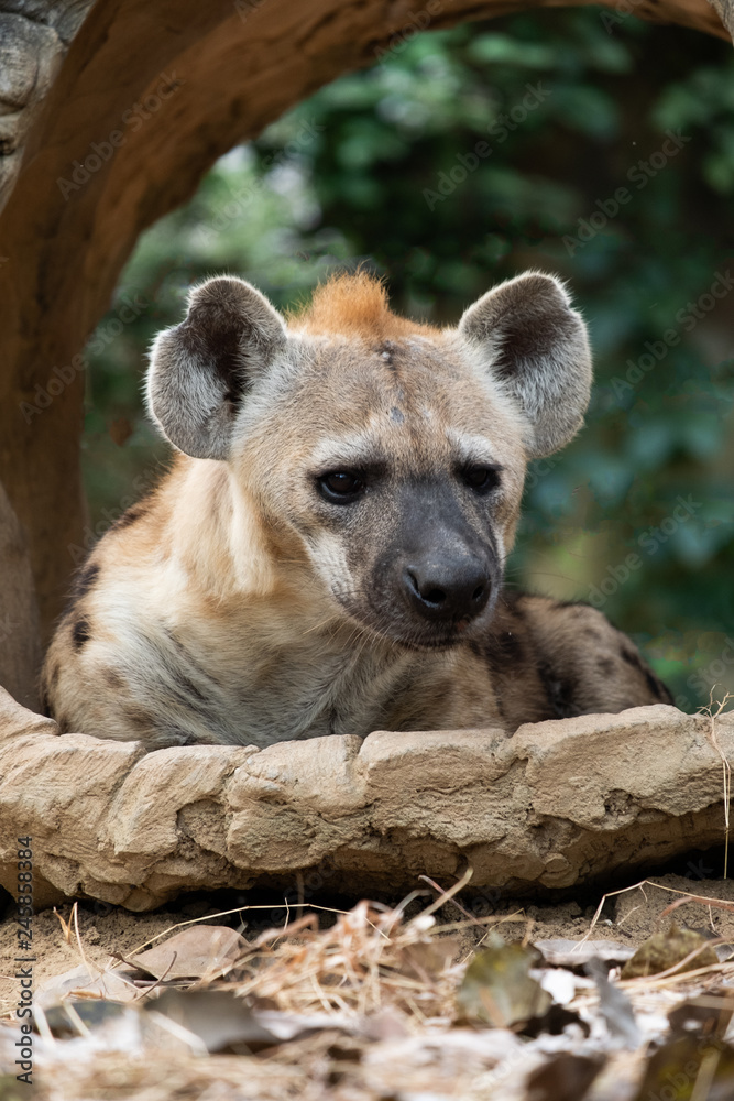 spotted hyena spotted hyena