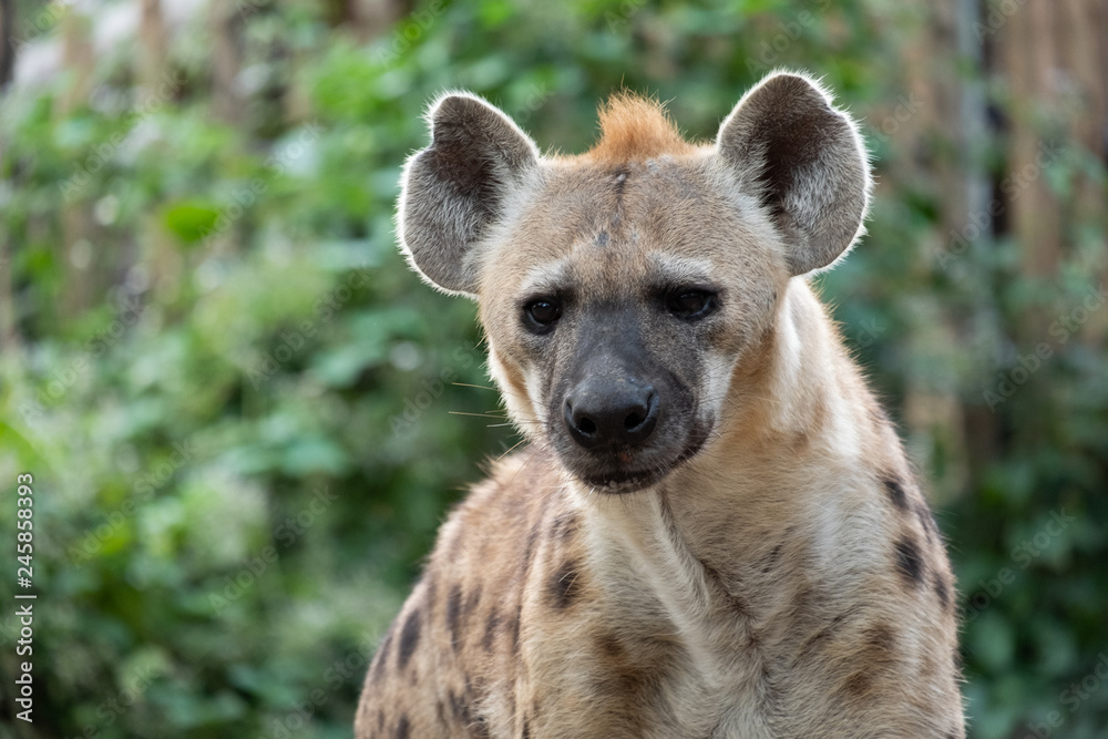 spotted hyena spotted hyena